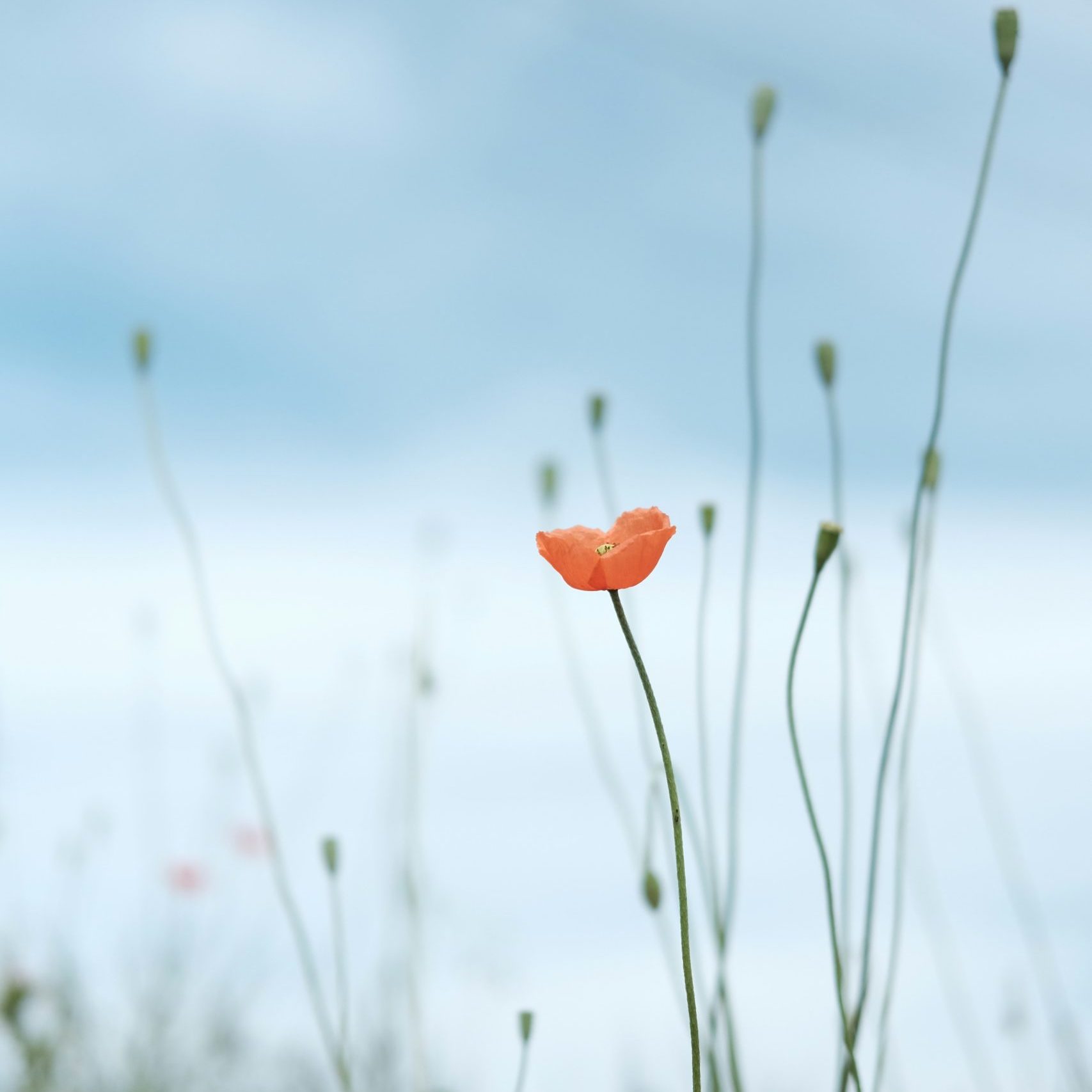 red flower in field